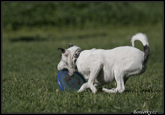 Frisbee_160507_4.jpg